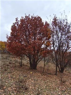 高度300厘米叢生蒙古櫟